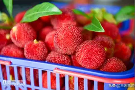 株洲有个百亩东魁杨梅园，离城区20公里，入园免费吃图片