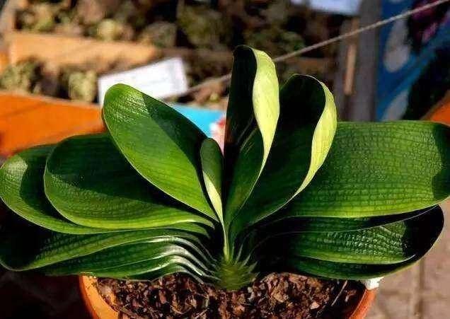 “黄豆”人人都有，煮熟埋盆里，养啥花都旺，3个月用不着施肥