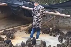 一群老鼠每只三斤，围着人不停转圈，场面看不懂图片