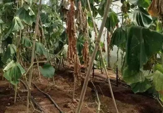 根结线虫为什么难防治？都有哪些防治方法？