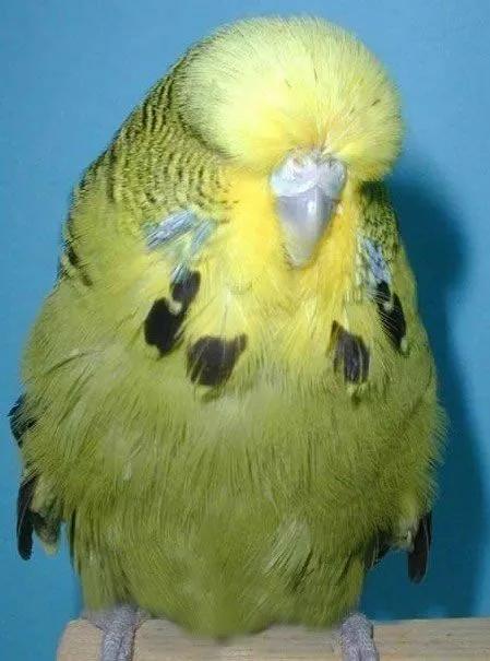 黄绿鱼鳞鹦鹉