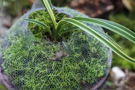 关于兰花深种和浅种哪个好的一些经验之谈图片