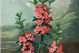 向植物学习我爱你图片