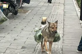 土狗每天陪着大爷买菜，从不会乱跑，小小年纪就背起了重担图片