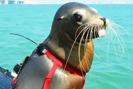 海狮折纸教学，4步就能折出来，简单又可爱，一学就会