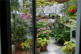 夏日绣球成为整个露台花园的颜值担当图片