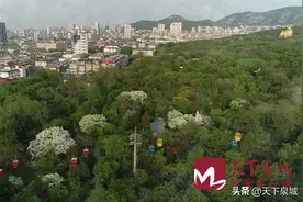 洁白“雪花”挂满枝头 又到济南千佛山春末飘雪时图片