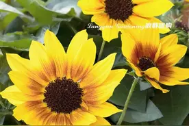 单株持续开花1000朵的超级向日葵“光辉岁月”，不容错过图片
