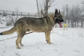 养狗的人，需要养一次狼青犬，这六大好处不可忽略图片