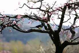 万亩桃花次第开，龙泉美景引人来图片