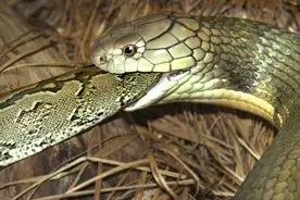 蛇类煞星“眼王”，在繁衍后代上“怂”了？原来伴侣才是最恐怖的图片