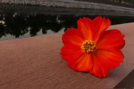 40+女人：不甘心老去又开始妥协生活图片