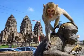 对泰挑“猴权战争”？英国美国人，你们配当“猴子搬来的救兵”？图片
