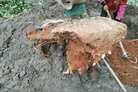 大树土球破损、散球移栽后，掌握这几个诀窍，快速提高复壮能力图片