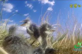生灵·呼伦贝尔｜嗷嗷待哺的苍鹭幼雏图片