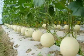 买甜瓜，先分清“母瓜”！瓜农教你5点经验，个个好吃，又脆又甜图片