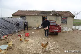 单身老汉带病母村外守鱼塘，与鸡狗为伴生活清闲，被窝里能捡鸡蛋图片