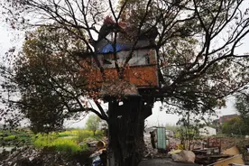 六旬老人两年花8000元建起“树屋”，设施齐全屋顶还有一根避雷针图片