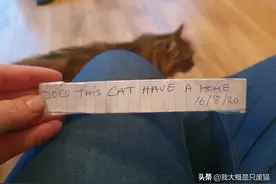 11岁猫咪外出带回“神秘纸条”后，主人才发现猫咪过着双重生活图片