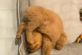一群狗狗睡觉的照片，比猫还要销魂图片