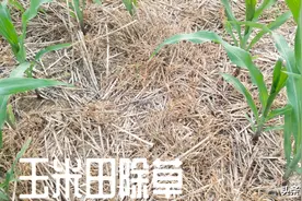 农民除草，食盐加洗洁精自制除草剂，能杀灭杂草，弊大还是利大？图片