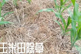 农民除草，食盐加洗洁精自制除草剂，能杀灭杂草，弊大还是利大？图片