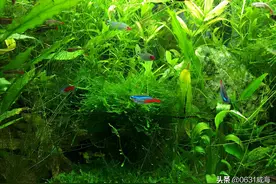 养鱼用加热棒，说下我个人实践的使用情况及不同缸选大小，供参考图片