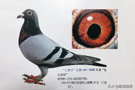 实话实说怎样才算好鸽眼（附珍贵二十四优秀种鸽图鉴）图片