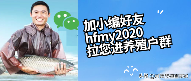 河蟹养殖：为何别人水草能有那么好的长势而我的水草有黑根和黄根