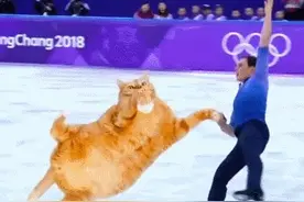 每日一笑：一看就是ps的！橘猫怎么可能起得起来？图片