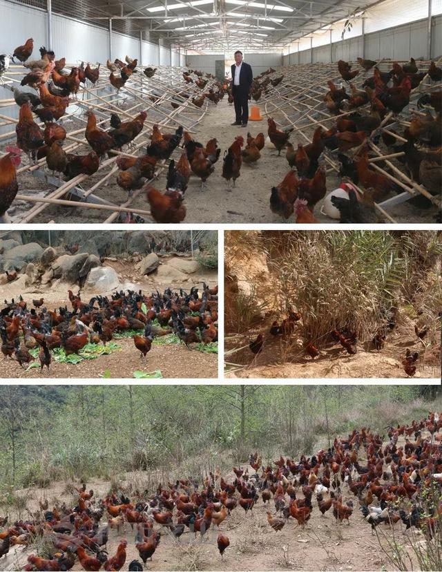 「西畴新闻」林亚达：珠宝界里奔出的养鸡人