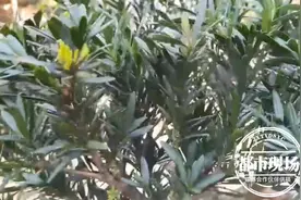 看到邻居家植物长得好看，男子深夜盗挖种自家别墅，2年后落网图片