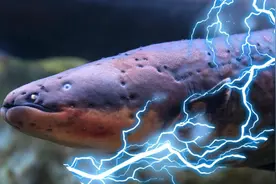 水中高压线并非独居，100多条电鳗集体狩猎，十倍电量炸鱼图片