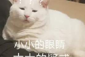猫咪表情包合集｜小小的眼睛，大大的疑惑图片