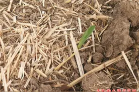 玉米种植10天未出苗，继续等还是重播？6点原因来决定，别做错了图片