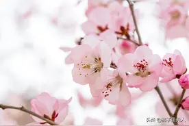 十里桃花东华篇36·东华帝君三十六万年首次对一只小狐狸撒娇篇图片