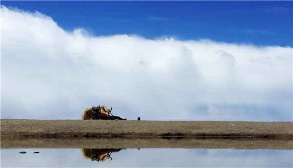 西藏的这个特产浑身都是宝，大人小孩都爱吃！