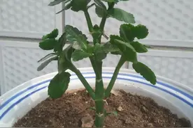 5种漂亮的花，要用“小盆”养，否则会影响生长和开花，别忽视图片