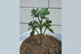 5种漂亮的花，要用“小盆”养，否则会影响生长和开花，别忽视图片