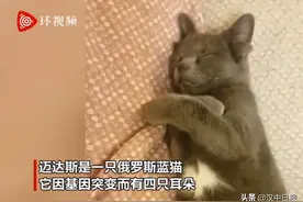 可爱丨土耳其四耳小猫形象可爱在网上走红图片
