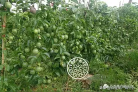 基地行 | 云南文山百香果的喜与忧！两极分化已呈现图片