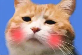 喜欢你的人，不怕麻烦也不嫌你烦图片
