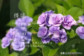 绣球-妖精之瞳丨花瓣重叠开放，如妖精的眼睛般华丽又魅惑图片