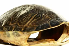 乌龟甲壳你又了解多少呢，看完这些懂得会多图片