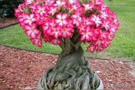 沙漠玫瑰是名副其实的懒人花卉，耐热耐旱，生命力顽强，值得推荐图片