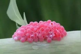 疯狂繁殖的福寿螺毁坏稻田，现在终于有了对手？一口一个嗦的香图片