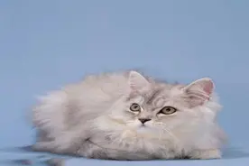 疫情期间禁止出门，被猫咬了要冒险出门打疫苗吗？图片