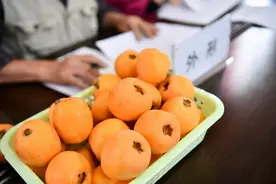 南岸广阳: 摘尽枇杷一树金图片