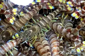 基围虾、罗氏虾和明虾有啥区别？口感差别很大，学会后别再买错了图片