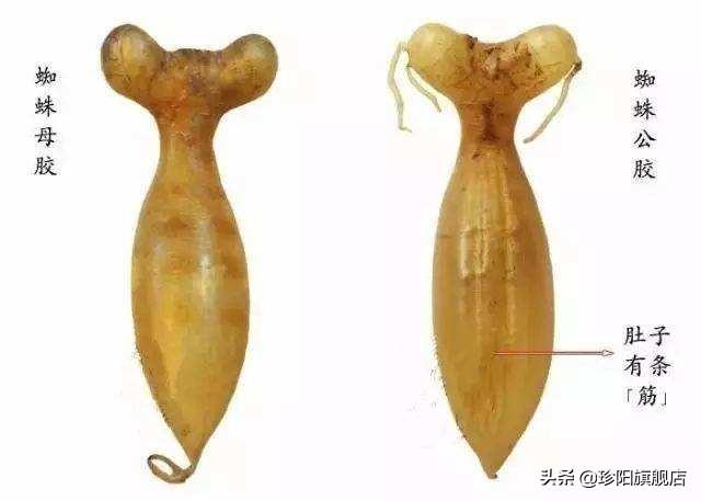 蜘蛛肚花胶能存放多久 2026年蜘蛛花胶价格,做法,功效及图片大全